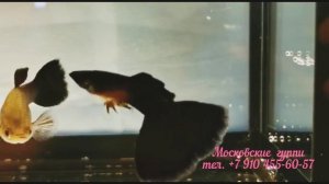 BLACK MOSCOW GUPPY - Черная Московская гуппи