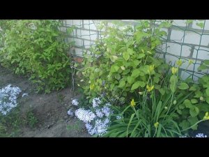 Растопыренный флокс