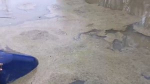 Осенние каникулы на черничном хуторе