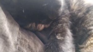 Лилу храпит громче мужа