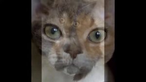 Мой фильм   Кошка беспородная!!!