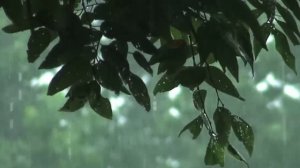 Звуки ливня для расслабления, концентрации внимания или глубокого сна (3 часа)