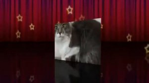 Сказка про хомиков с канала Хомки