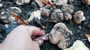 Тополёвая рядовка в Волго-Ахтубинской пойме.