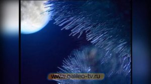 Галилео  Где растут искусственные ёлки?