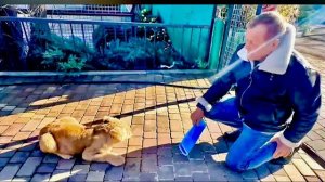 Львенок ШерХан отправляется на прогулку с Олегом Зубковым и наотрез отказывается возвращаться)