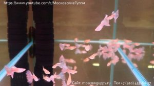 НАШИ ГУППИ МОСКОВСКИЕ АЛЬБИНОСЫ (РОЗОВЫЕ) / OUR GUPPIES ARE MOSCOW ALBINOS (PINK)