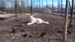 Канадский волк АКЕЛА устроил ПЕРЕПОЛОХ ❗❗❗ Мир и Покой в ПАРКЕ СЕВЕРНЫХ ВОЛКОВ