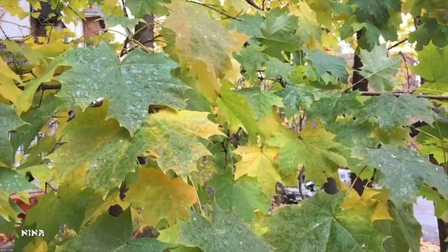 Послушайте Очаровательную МУЗЫКУ под Красоту Осенних Зарисовок! смотреть онлайн