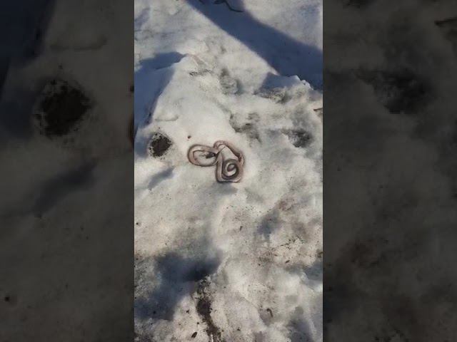 Приморский край (Новосысоевка). 27 февраля 2023 год смотреть онлайн