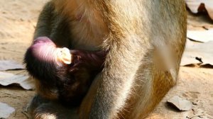 Congrats Amber group 3 Member Week-Blacki Newborn Baby Monkey-Baby Crying Loudly|Baby MonkeysPost