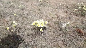 Сиэйэ Уола ырыатыгар клип "Ньургуьаммар"