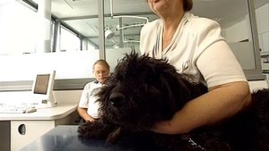 Галилео  Один день ветеринарной больницы