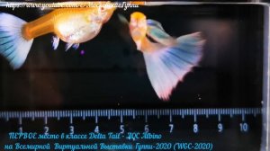 World Guppy Contest virtual 2020 - НАШ ЧЕМПИОН !!!