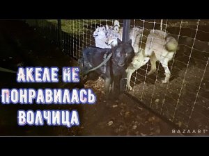 Волку Акеле привезли невесту Волчицу Лилу, вязка не удалась.