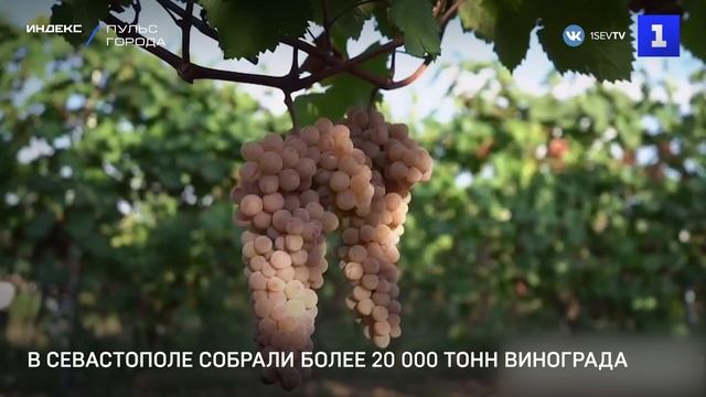 В Севастополе собрали более 20 000 тонн винограда