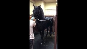 Как ухаживать за фризскими лошадьми. Анна Гусейнова и Абэ. How to take care of a frisian horse.