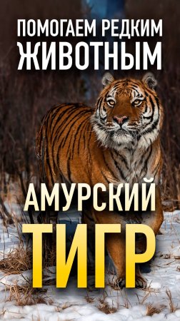 АМУРСКИЙ ТИГР - ПОМОГАЕМ РЕДКИМ ЖИВОТНЫМ!