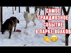 Самое грандиозное событие в Парке Волков. Все этого ждали.