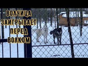 Волчица Фурия заигрывает перед Волком Акелой. Как отреагировал на это суровый хищник?