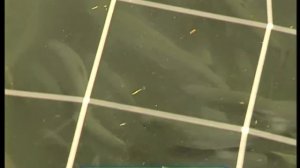 Галилео. Живая рыба  Fish