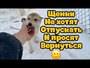 Щенки не хотят отпускать при выходе и просят вернуться. Две маленькие девочки Волэнда.