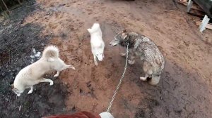 Неудачное знакомства волков, прогулка с якутским волчонком.