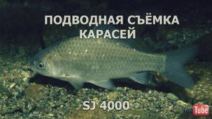 ПОДВОДНАЯ СЪЁМКА КАРАСЕЙ