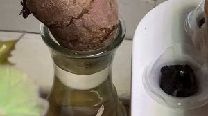 Hydroponics Growing System “HALO 1” My Garden Grove🧑🌾🌱🌿