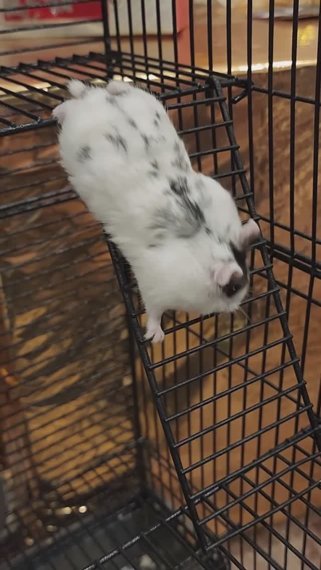 Наш Хомяк Бим