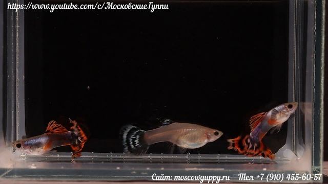 GUPPY RED MOSAIC BASARABEASCA - ГУППИ КРАСНАЯ МОЗАИКА БЕССАРАБКА