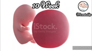 10 Weeks of Pregnancy Malayalam Pregnancy Week by Week Momtalks