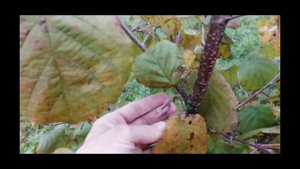 Фундук, заморозок, сентябрь 2024г.