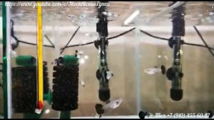 DUMBO BLUE DIAMOND GUPPY   производители и потомство