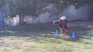 2 Отл. ЭЛЬЗА ДЛЯ СОЗВЕЗДИЯ ЛЬВОВ ++- №51 / КЧК РОСТОВ-НА-ДОНУ 29 сентября`24 А.Кейвомяги