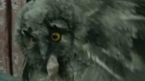 Как накормить сову :)