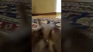 Титаник из картона