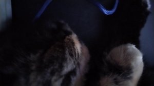 Лилу храпит