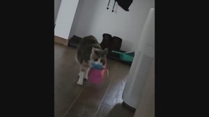 приколы с котами 1