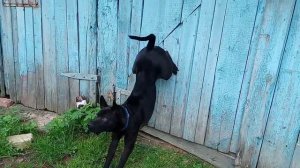 Тайский риджбек. Дрессировка. Трюк Стенка усложненный продвижением.