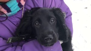 Бэркэ и Жиганск