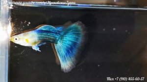 BLUE TUXEDO GUPPY - ГУППИ СИНИЙ СМОКИНГ