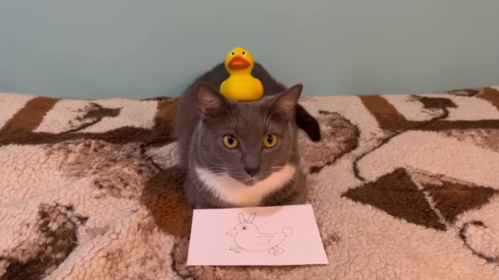 ЕСЛИ БЫ КОТИКИ ХОДИЛИ В ШКОЛУ - УРОК БЯБЯЛОГИИ