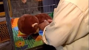 Галилео Рождение гориллы