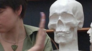 Построение черепа. Академический рисунок