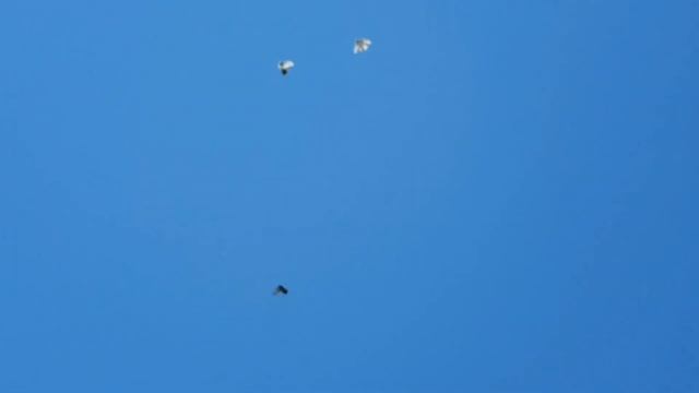 13 июня 2022 г. подъём голубей до соревнований А.Т. смотреть онлайн