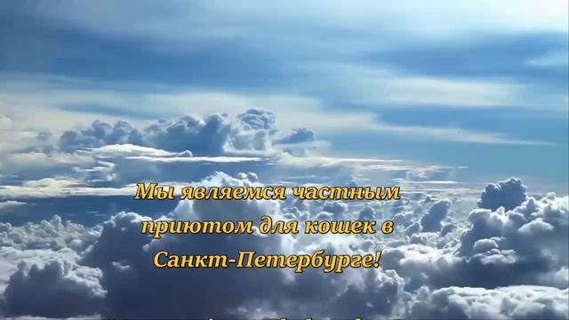 Короткие новости от кота Шницеля, которого наследнички выкинули с балкона!