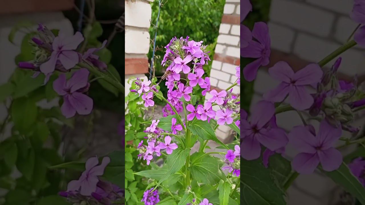 Вечерница Матроны. Ароматные цветы сада. #сад #цветы #весна