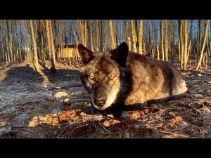 В парк Волков привезли Морозилку. Волки соскучились по Андрею и ждут его появления.