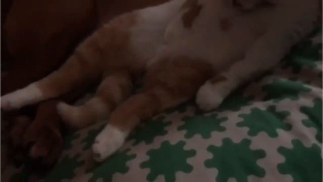 Борян. Украсть батон почти из "сейфа".